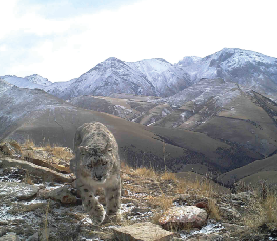 Snow leopard 2