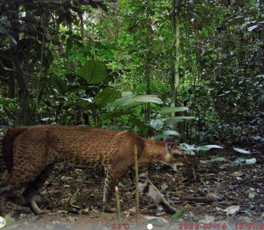 Golden cat
