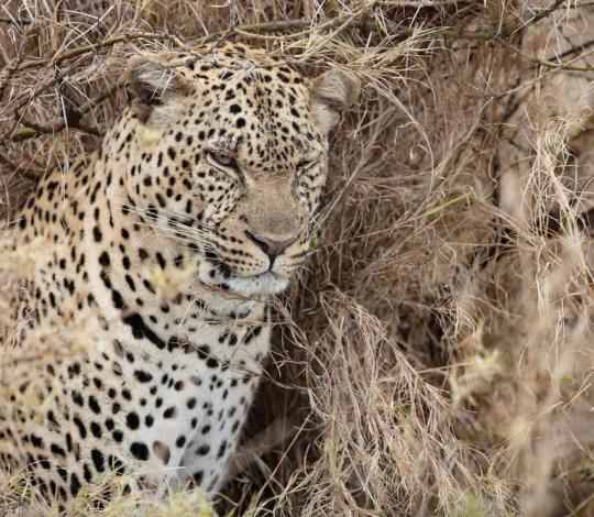 Leopard staring