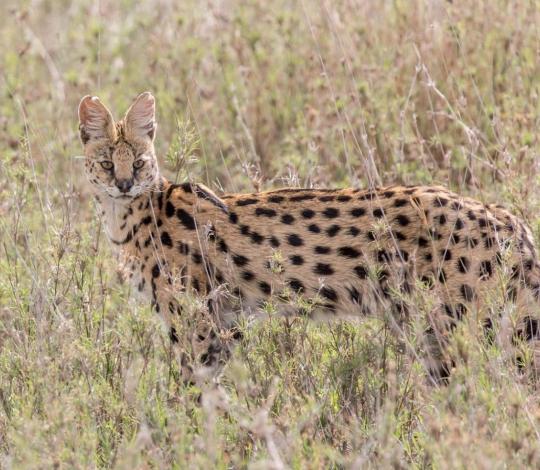 Serval