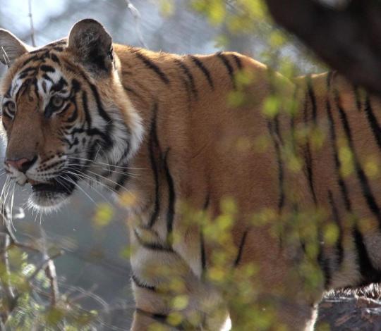 A tiger in India