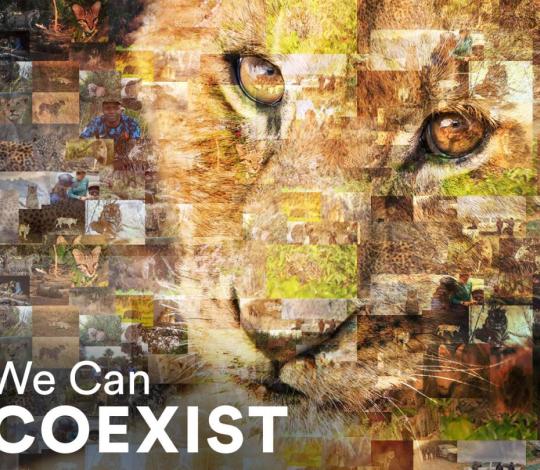 Collage of wild cats and people in different landscapes