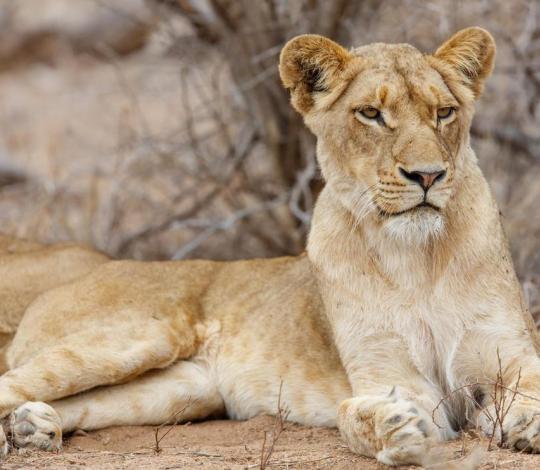 Lion 1