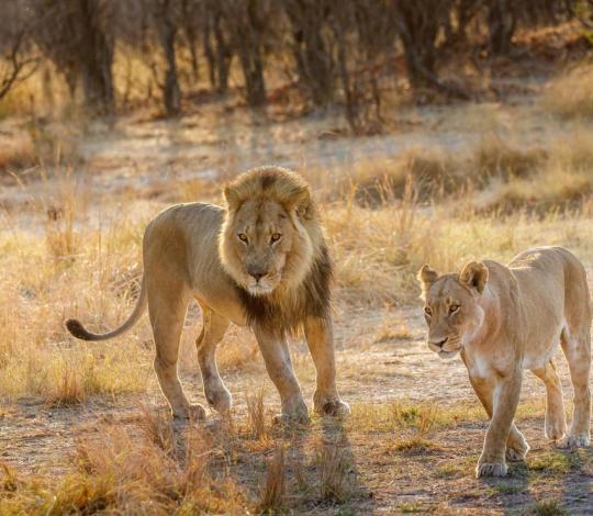 Lion male and female