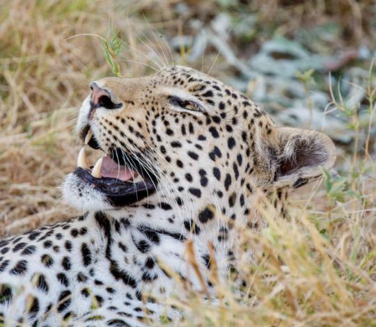 Tired leopard.