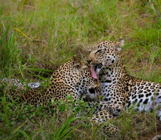 Leopard cub and mom