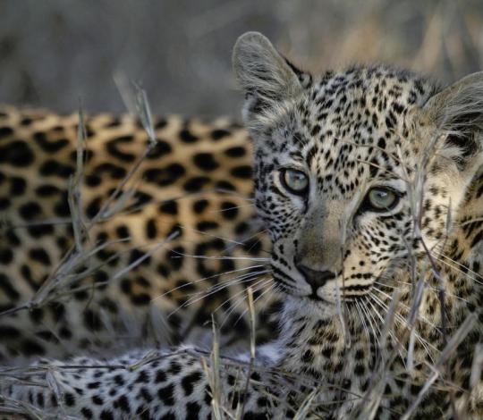 Leopard Sabi Sands