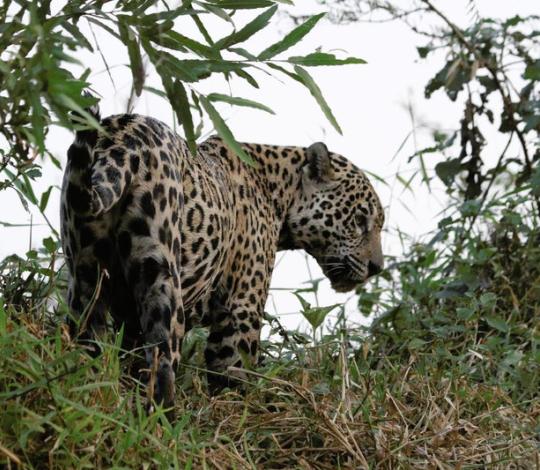Jaguar