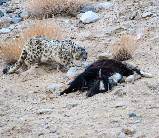 Snow leopard prey