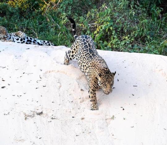 Jaguar pair