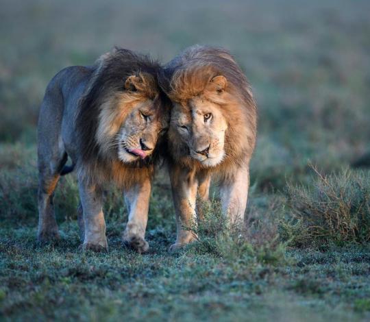 Male lions 4