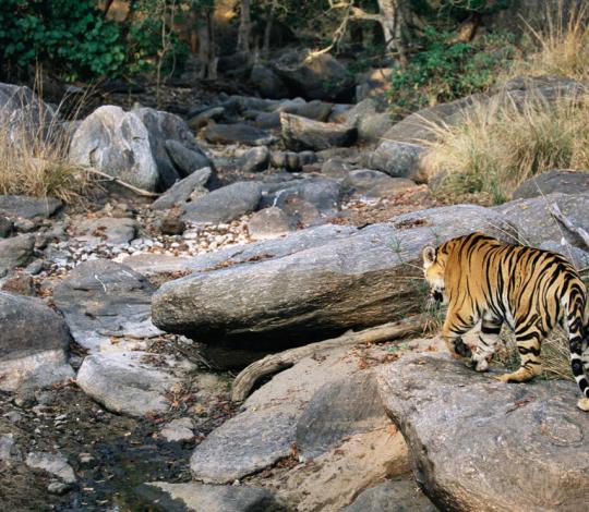 Tiger in gully