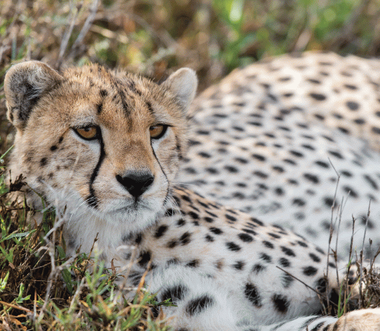 Cheetah 1