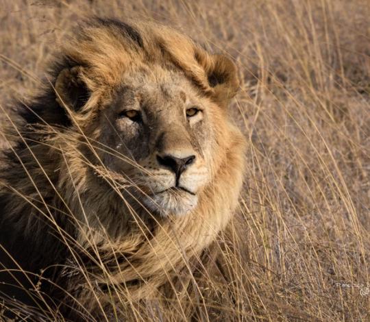 Lion with hair flowing in the wind.