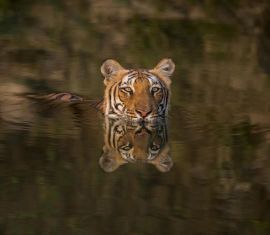 Swimming tiger.