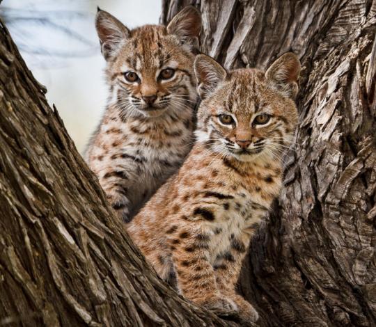 Bobcat kittens