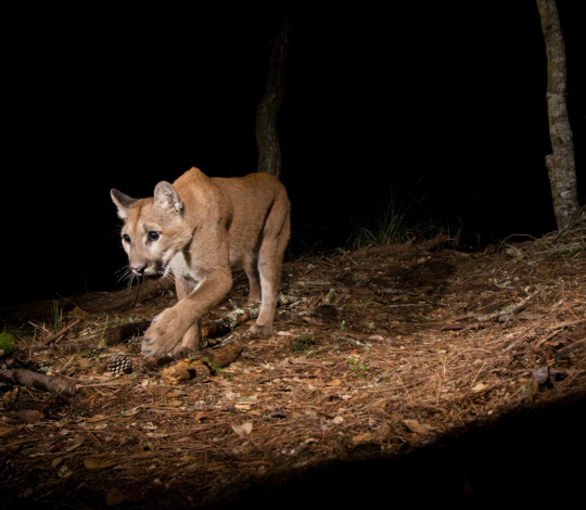 Pumas