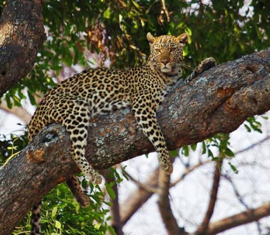 spotted cat resting on large tree limb