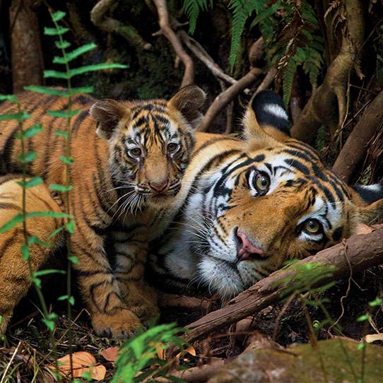 Female tiger with tiger cub