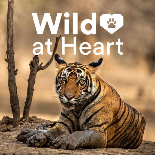 Wild at Heart