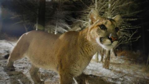 Puma