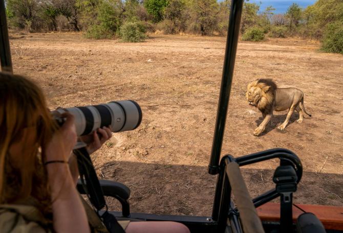 MALE LION, SOUTH LUANGWA NATIONAL PARK, ZAMBIA